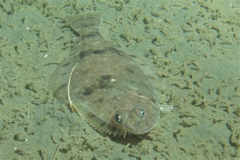 flat fish|Flatfish: Complete Guide to Species, Habitat and more.